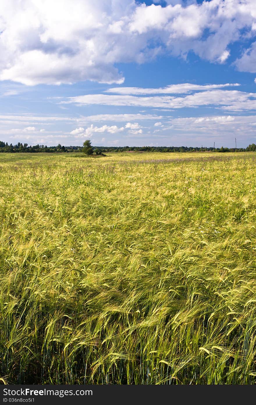 Field of the eared wheat