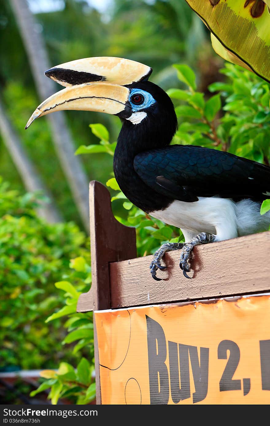 Palawan hornbill bird in close up