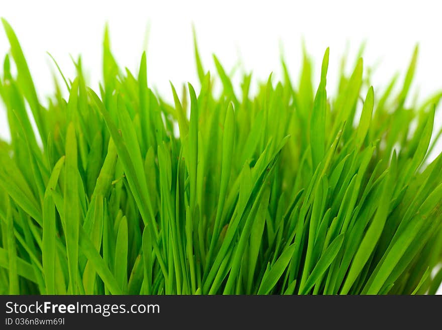 Green grass on a light background, close up