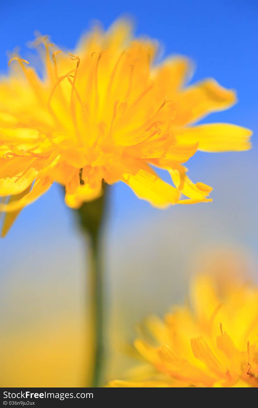 Close up of a dandelion