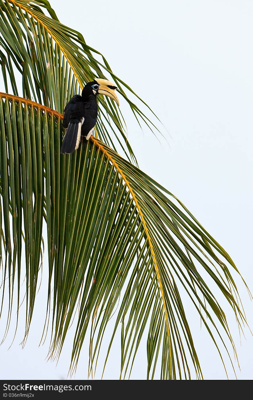 Palawan hornbill bird in tree