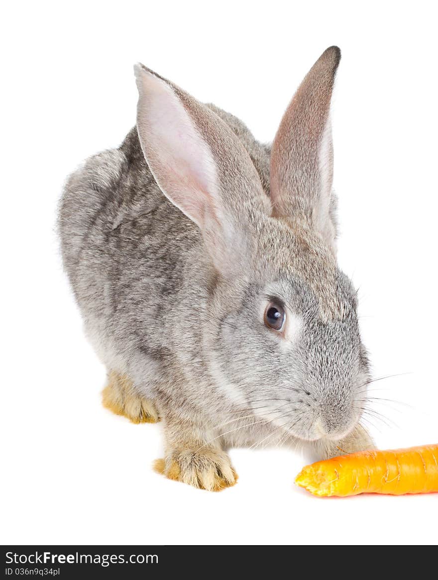 Close-up gray rabbit eating carrot, isolated on white