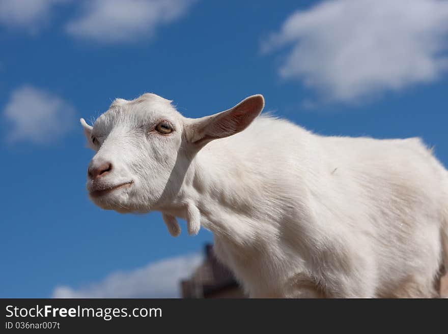 White goat