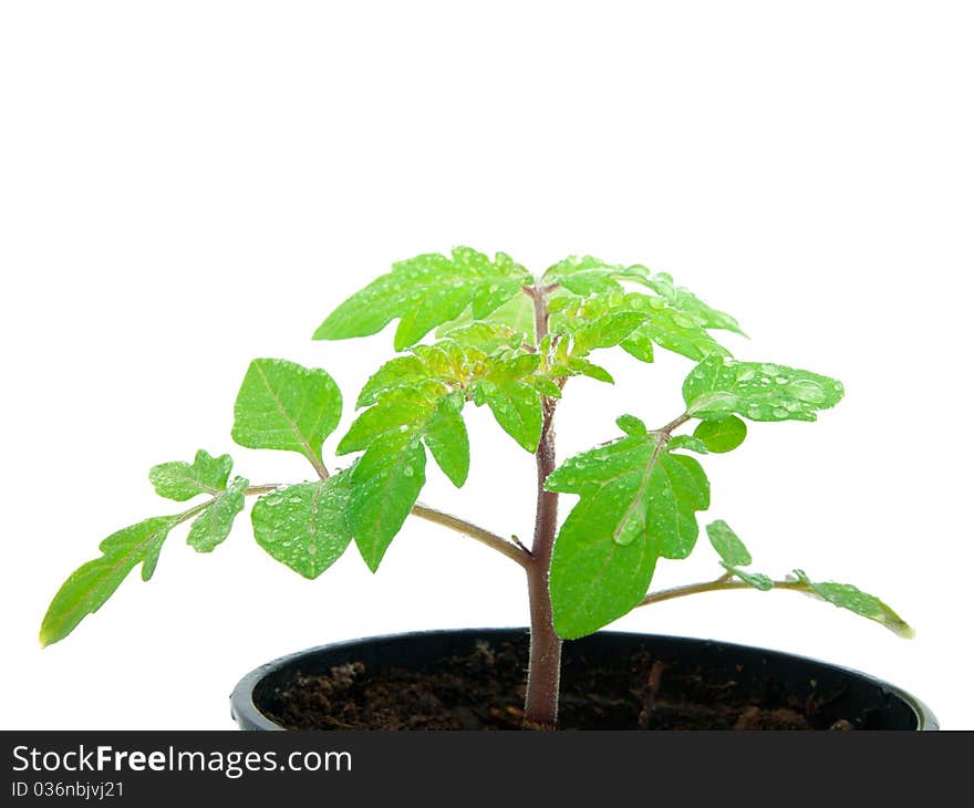 Young plant sprout in peat pot on white background