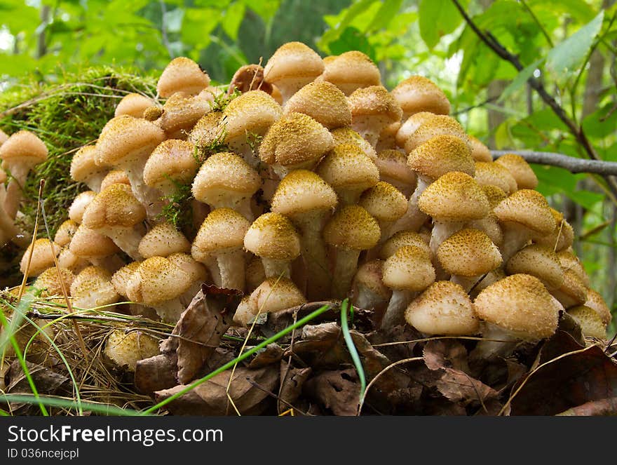 Agaric honey fungus near stump