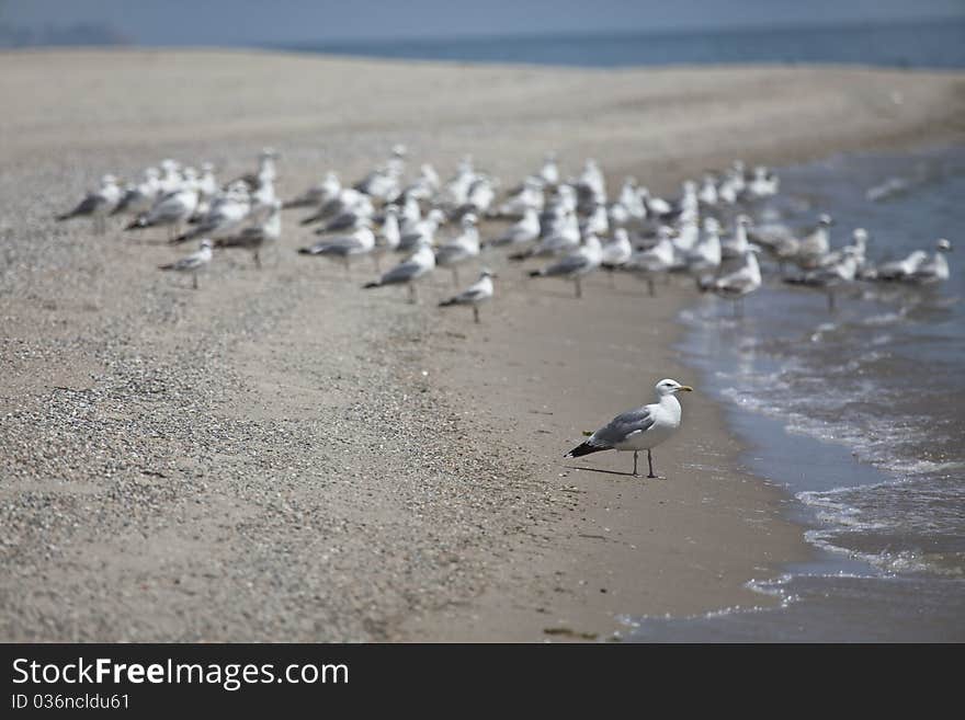 Seagulls on the beach