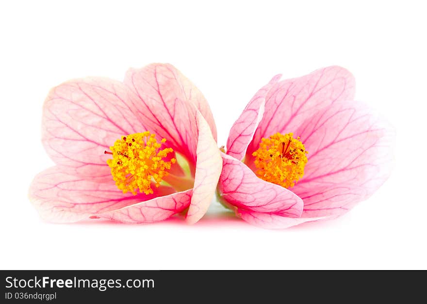 Close-up pink flowers