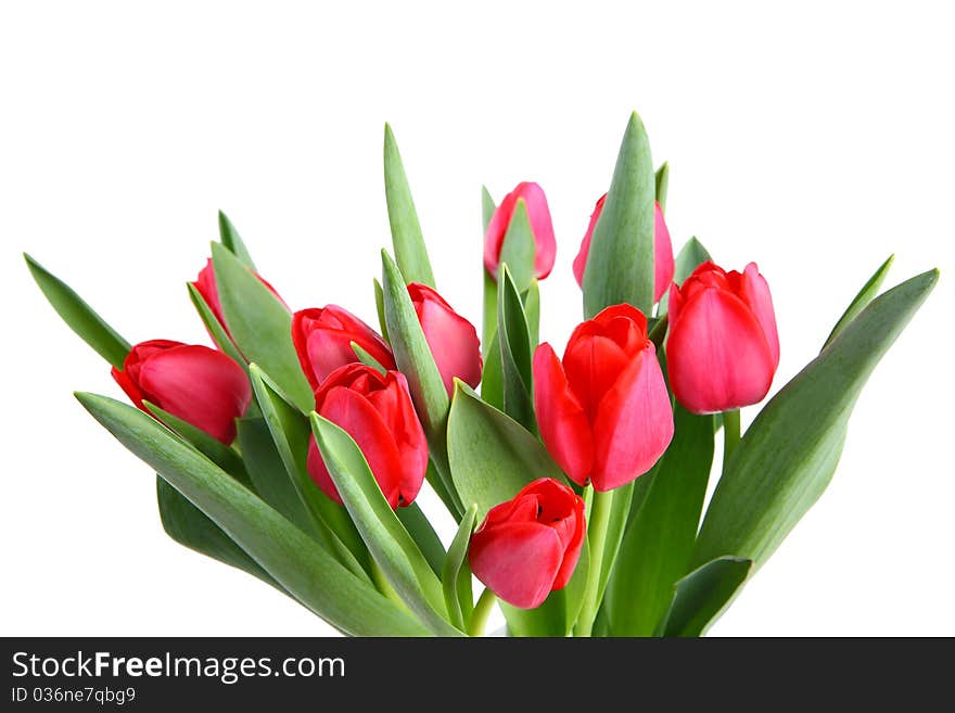 A bunch of Tulips isolated on white background