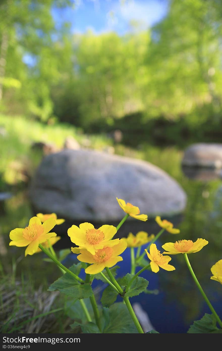 Marsh marigold at a small river