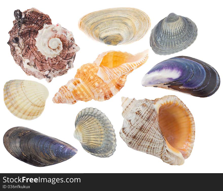 Set of seashells