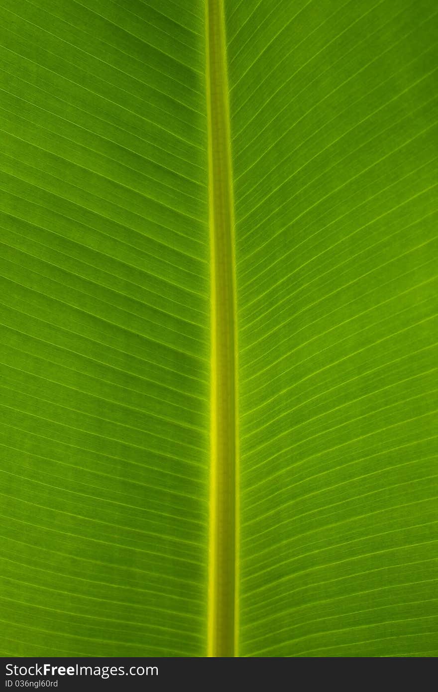 Banana Leaf background