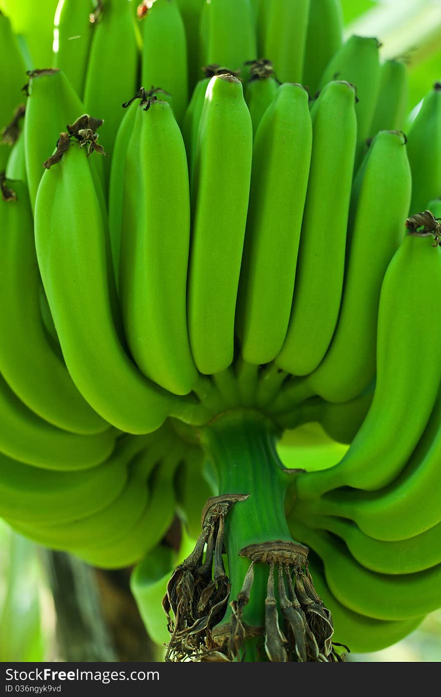 Green Bananas