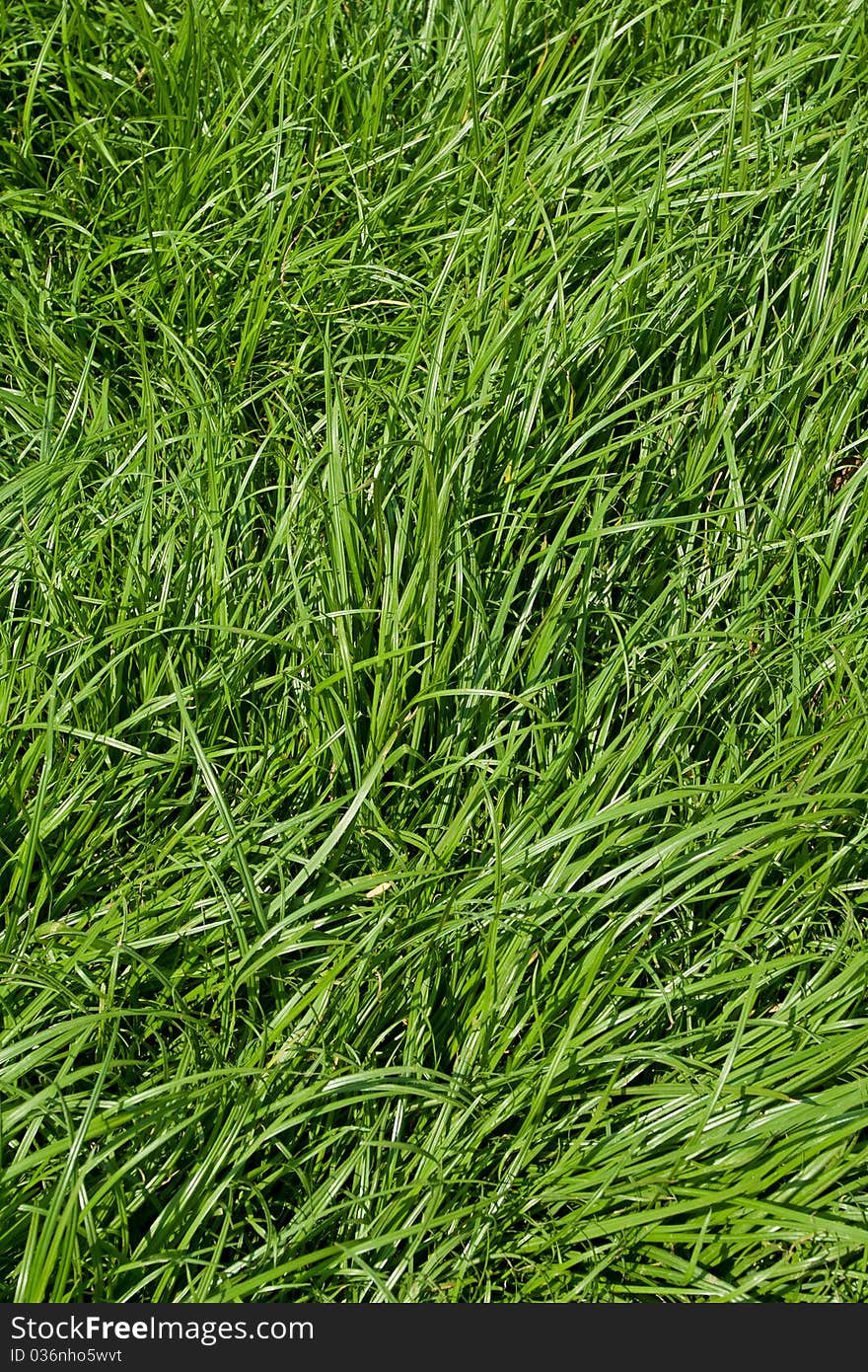 View of Green grass background