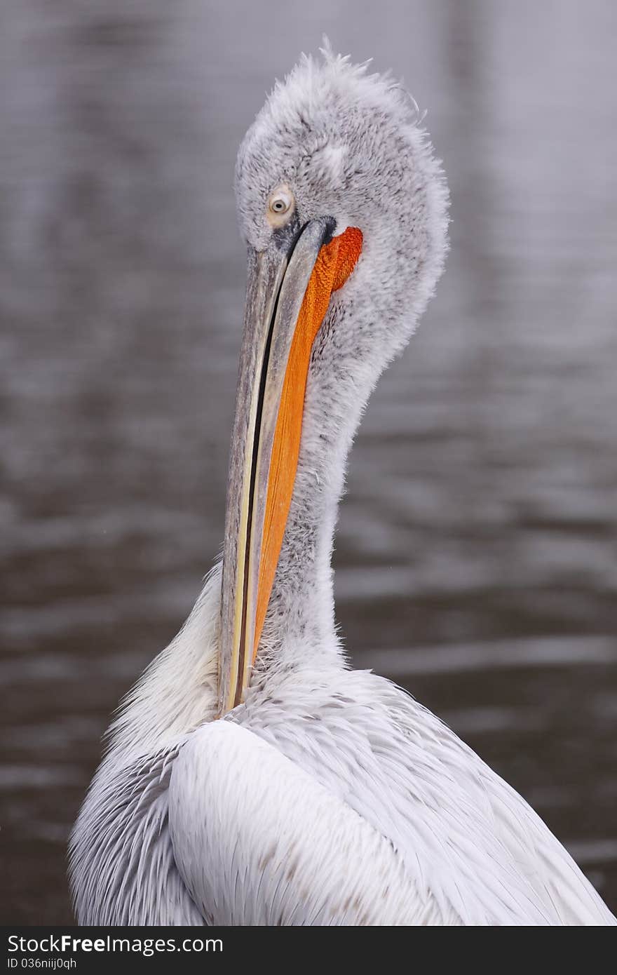 Detail of dalmatian pelican (Pelecanus crispus)