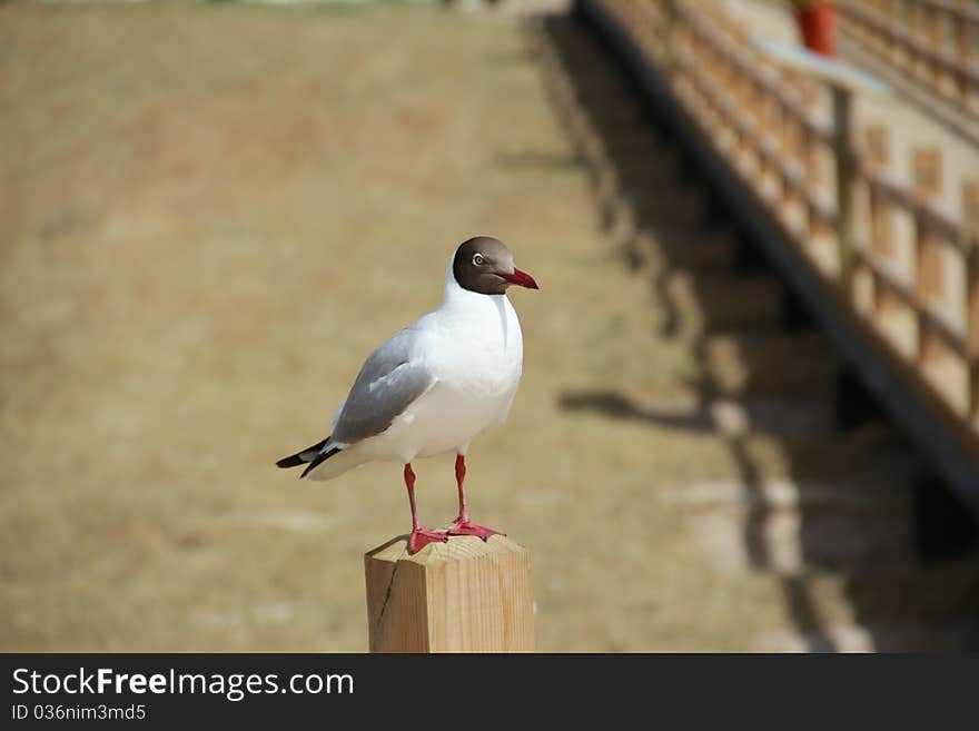 Covering 4635 square kilometers, Qinghai Lake is the biggest inland saline lake ... brown-headed gull, cormorant, sea gull flock from Southeast Asia, India. Covering 4635 square kilometers, Qinghai Lake is the biggest inland saline lake ... brown-headed gull, cormorant, sea gull flock from Southeast Asia, India...