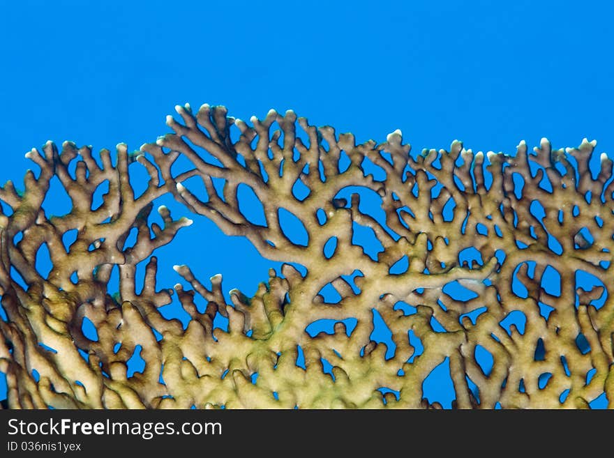 Fire coral against a bright blue background in the Red Sea, Egypt