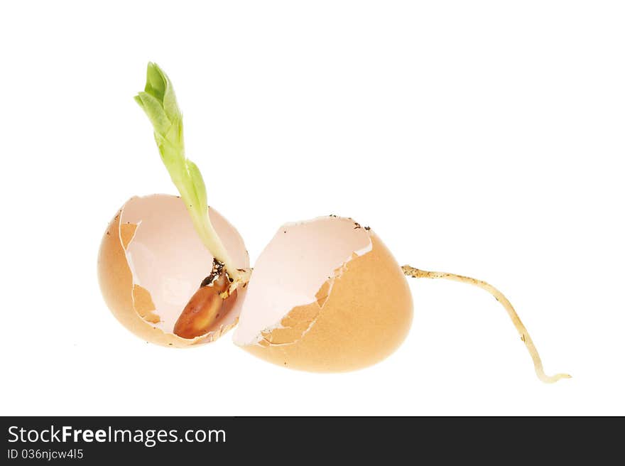 Seedling In Egg