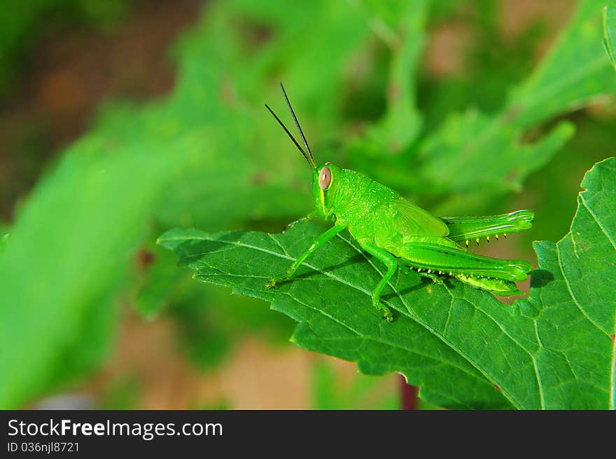 Macro of grasshopper