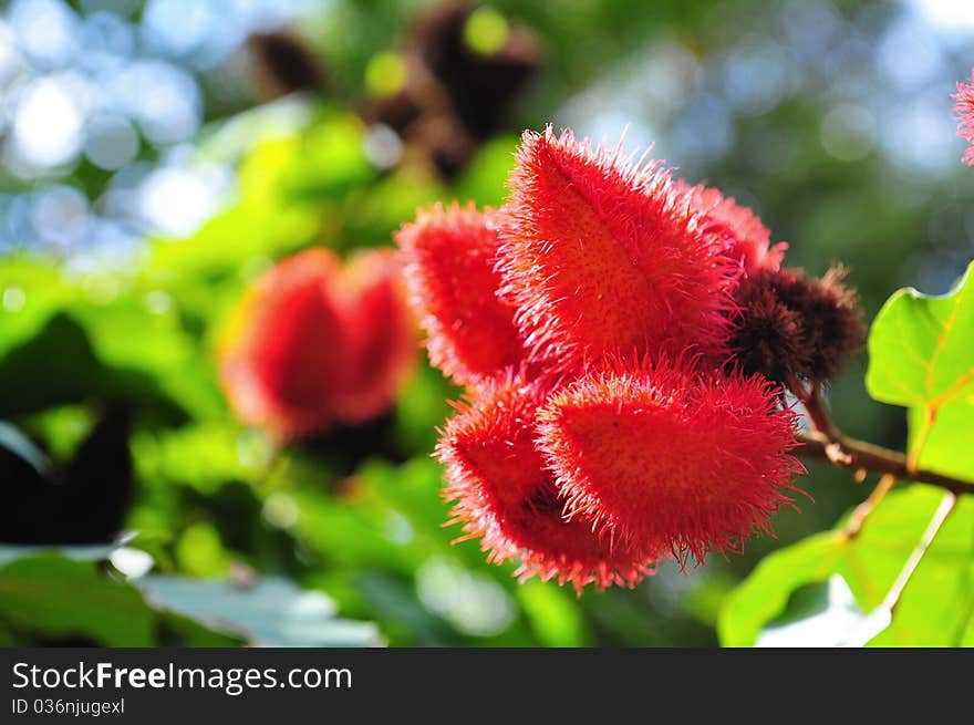 Fruits of a liptstick tree (Bixa orellana). Fruits of a liptstick tree (Bixa orellana)