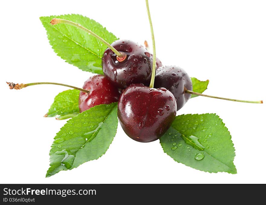 Wet ripe cherries with leaves