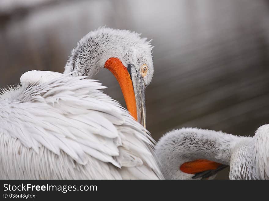 The detail of washing white pelican. The detail of washing white pelican.