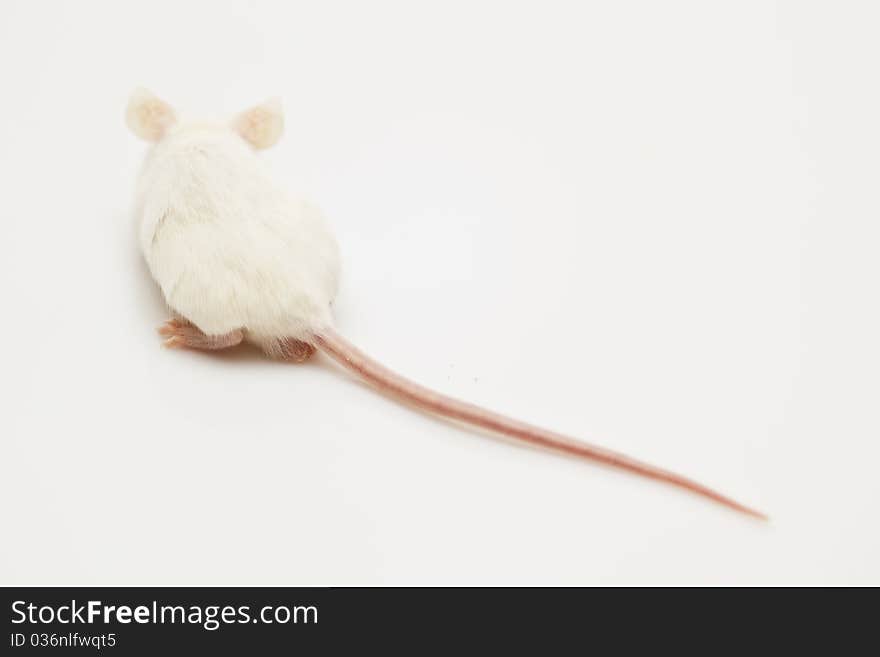 Grey child cute mouse on white background