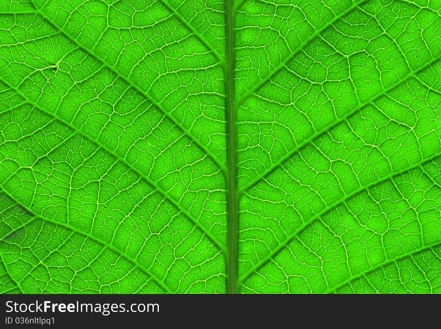 Green leaf frame isolated on white background