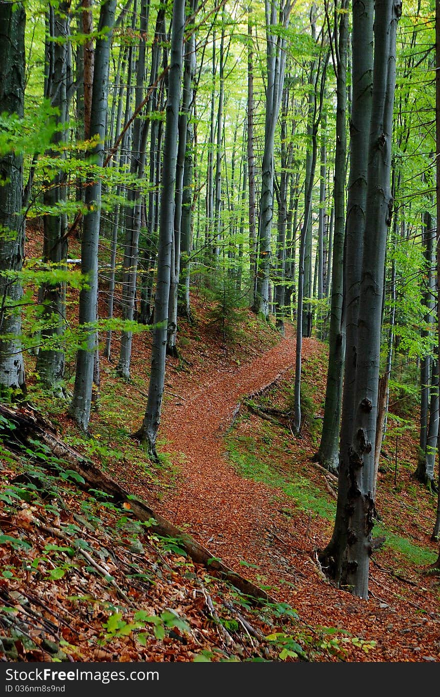 Trees and rocks in mountain wood. Carpathians, Ukraine. Trees and rocks in mountain wood. Carpathians, Ukraine