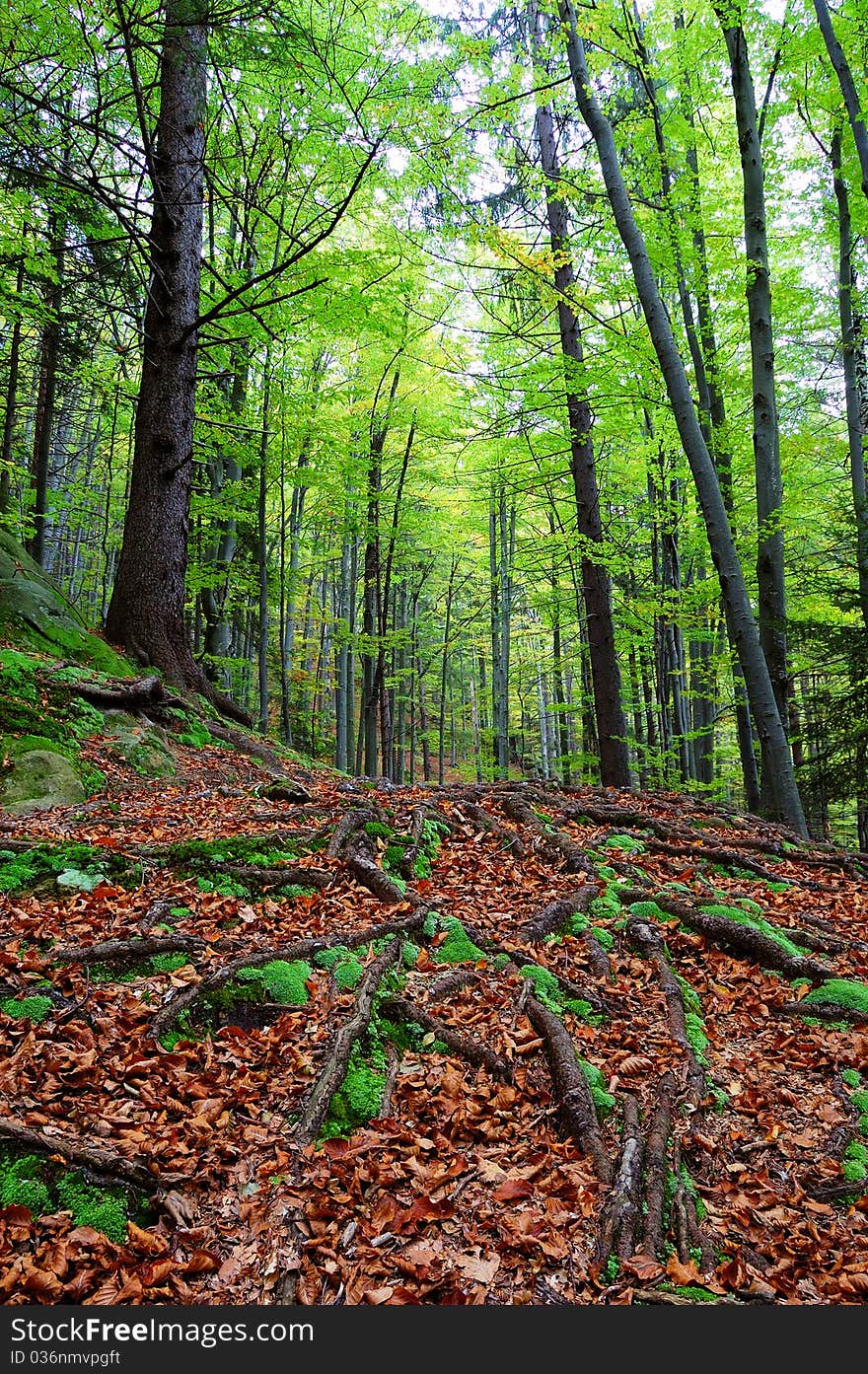 Trees And Rocks In Wood