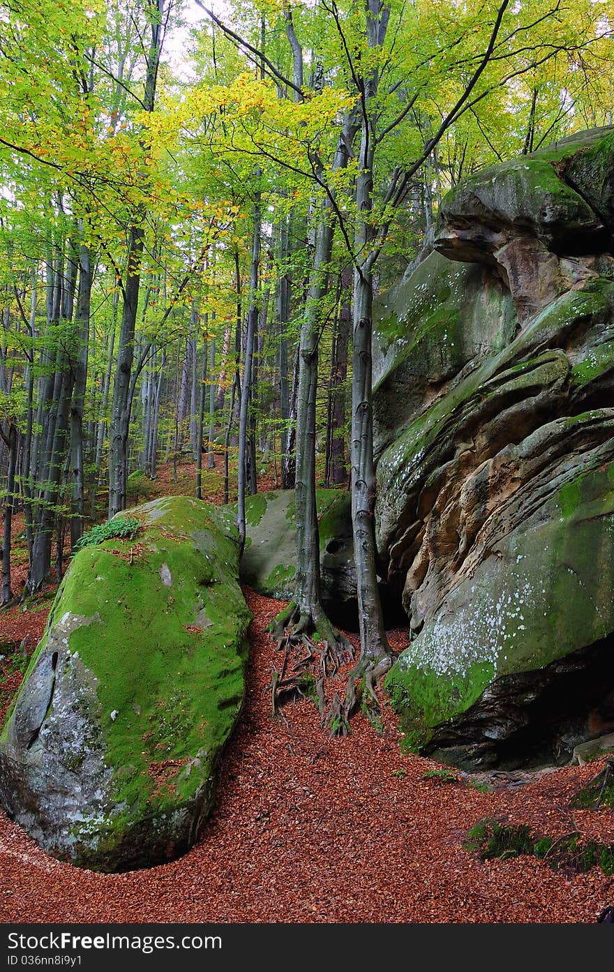 Trees And Rocks In Wood