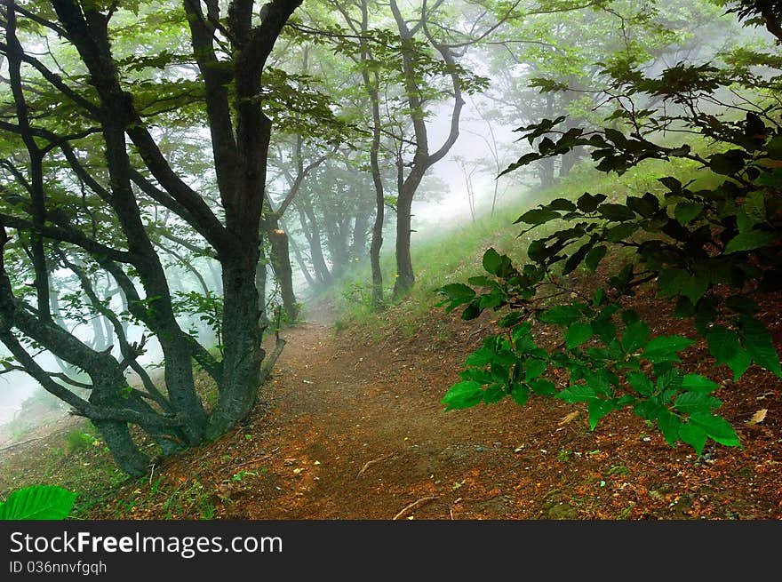 Mountain beechen wood with a fog. Ukraine, Crimea