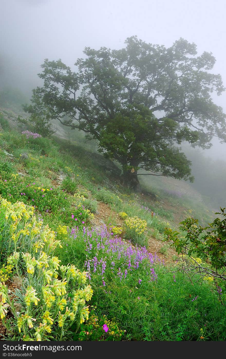 Mountain beechen wood with a fog. Ukraine, Crimea