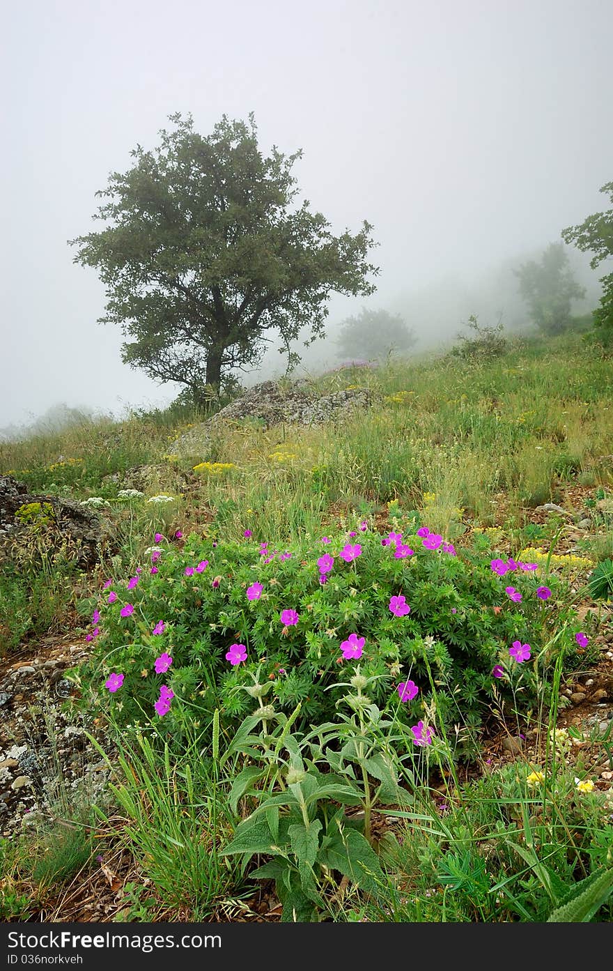 Mountain beechen wood with a fog. Ukraine, Crimea