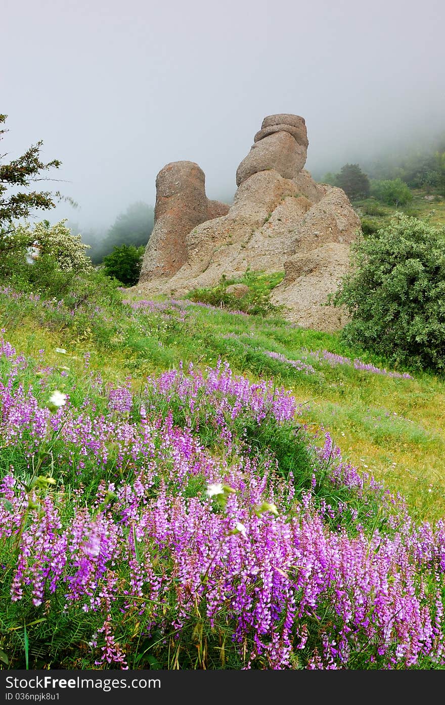 Flowers and rocks in mountains