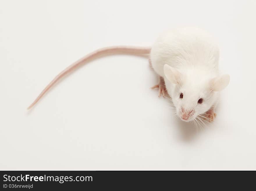 Grey child cute mouse on white background