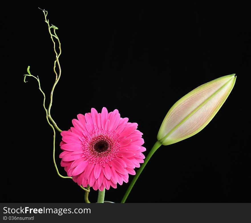 Gerber Daisy and Stargazer Bud on Black