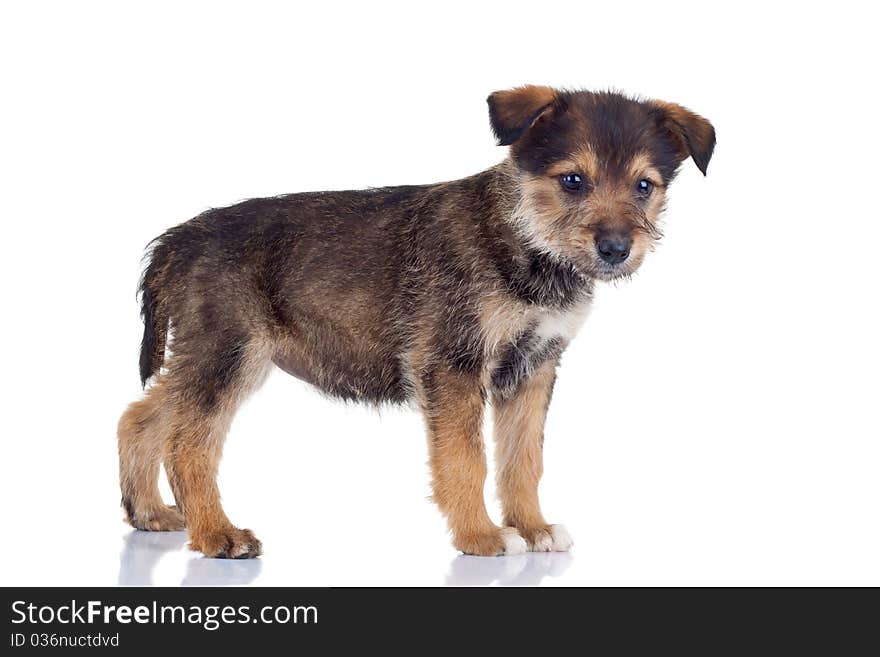 Small cute puppy standing very curious on a white background. Small cute puppy standing very curious on a white background