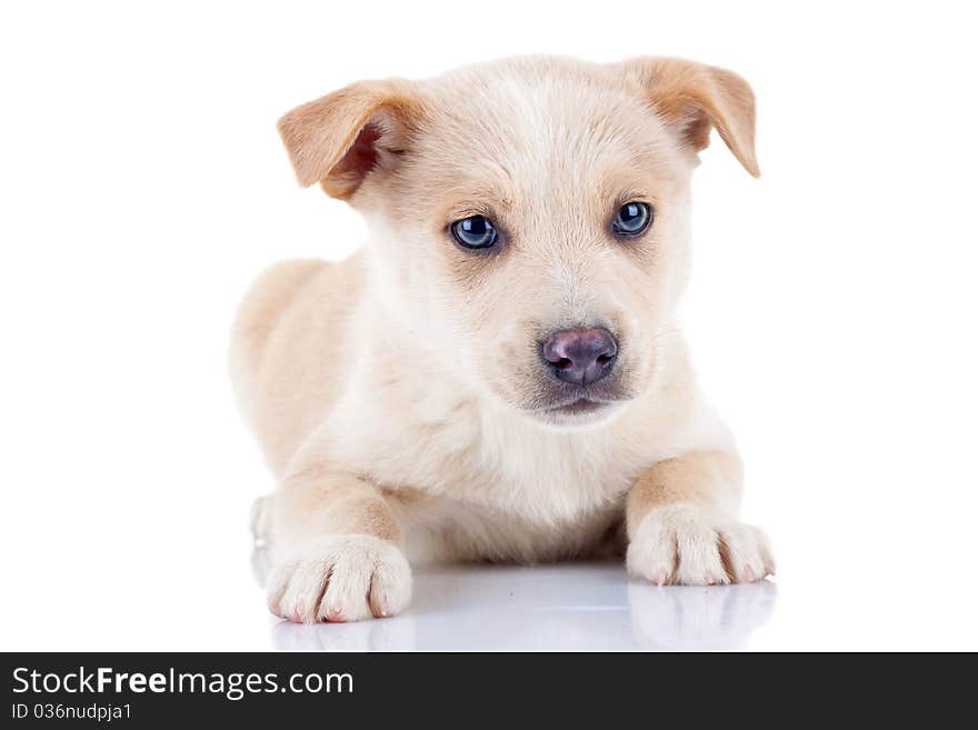 Adorable golden puppy sitting on a white background and looking at the camera