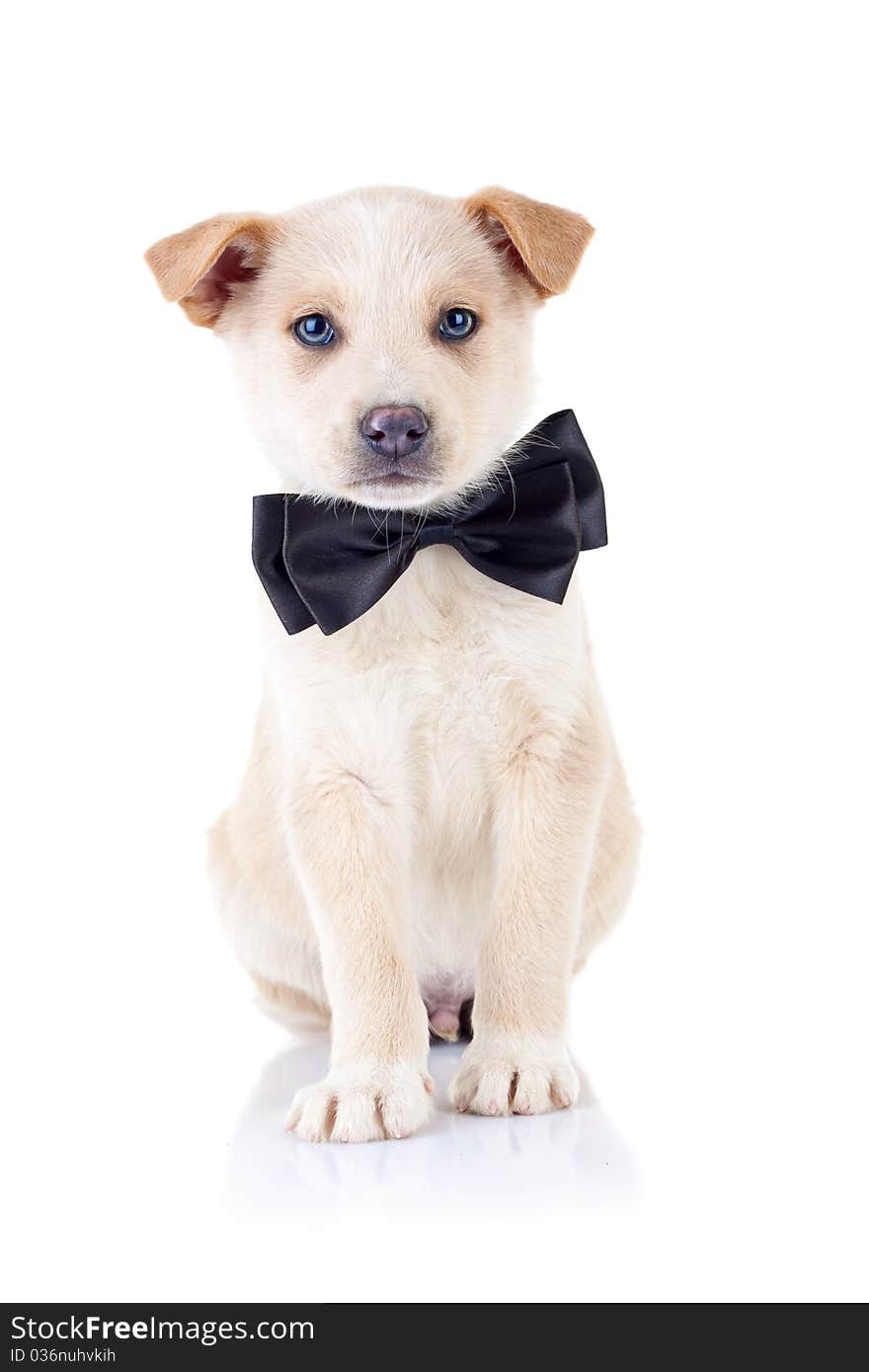 Adorable golden puppy wearing a ribbon at it's neck over white