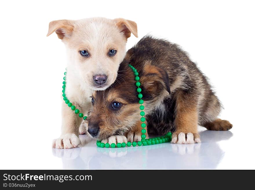 Two very shy puppies, seated on a white background