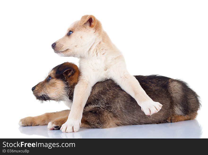 Two very cute stray puppies looking to a side at something