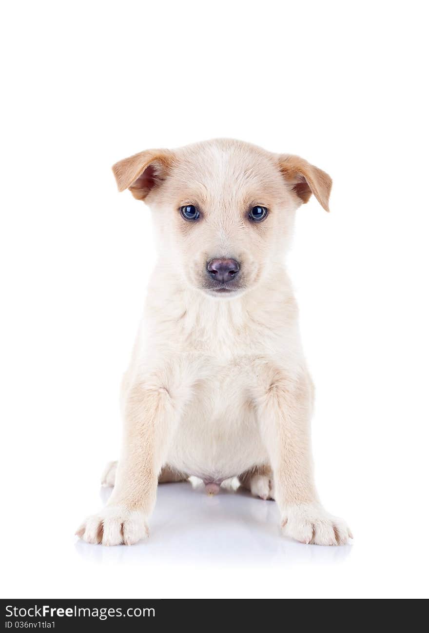 Picture of a cute seated homeless puppy, looking at the camera