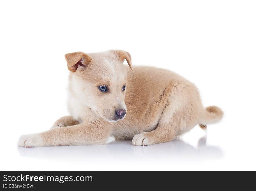 Stray puppy sitting at the ground, on a white background