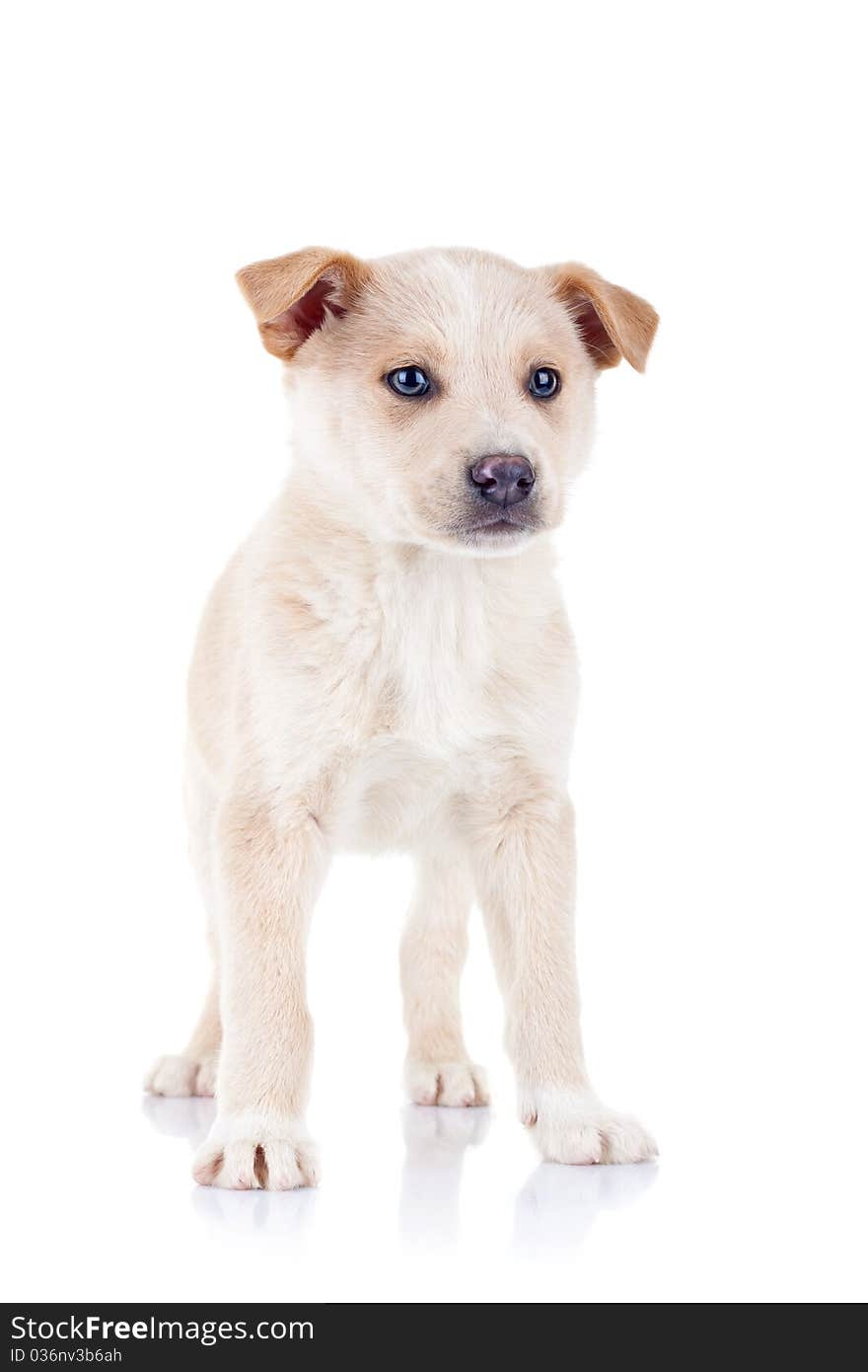 Portrait of a blond young puppy standing. Isolated on white