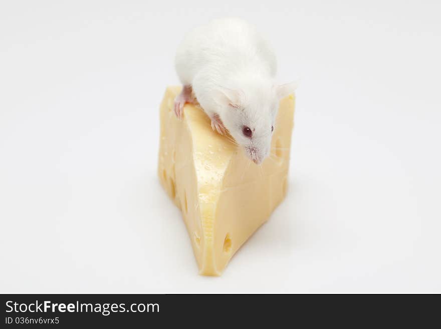 Mouse and cheese