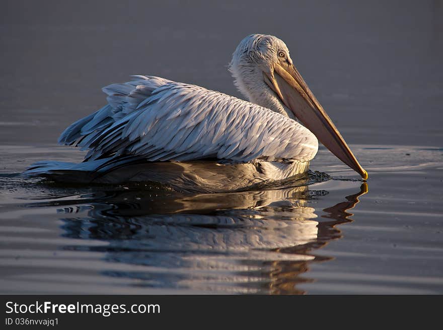 Pelican in Kerkini lake, Greece