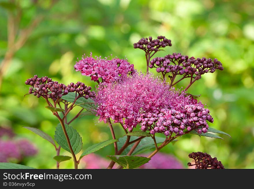 Field flower