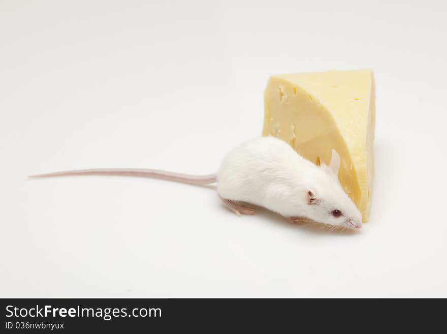 Mouse and cheese