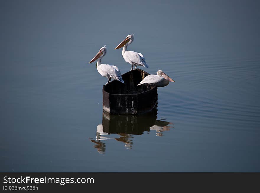 Pelicans on the boat