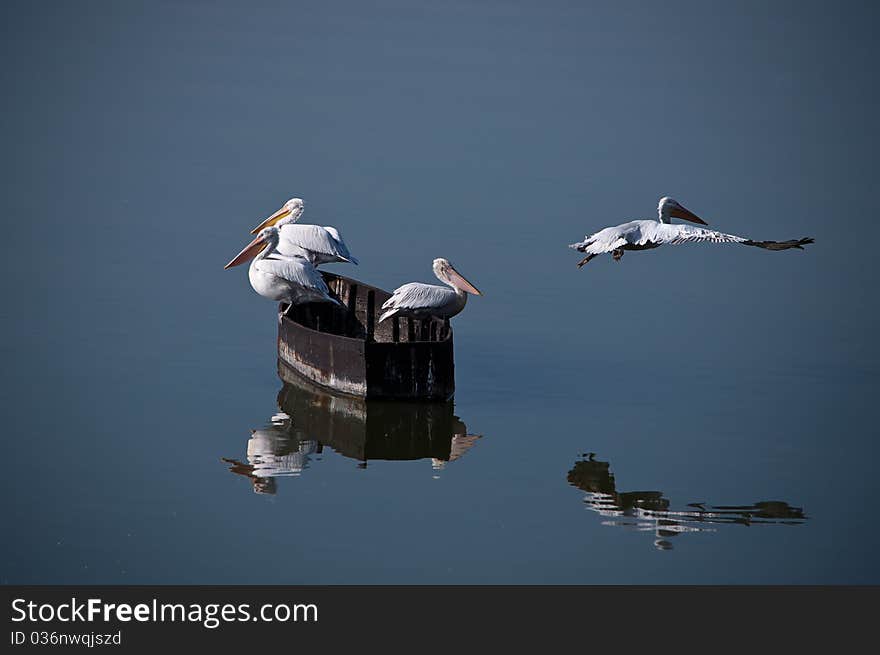 Pelicans On The Boat